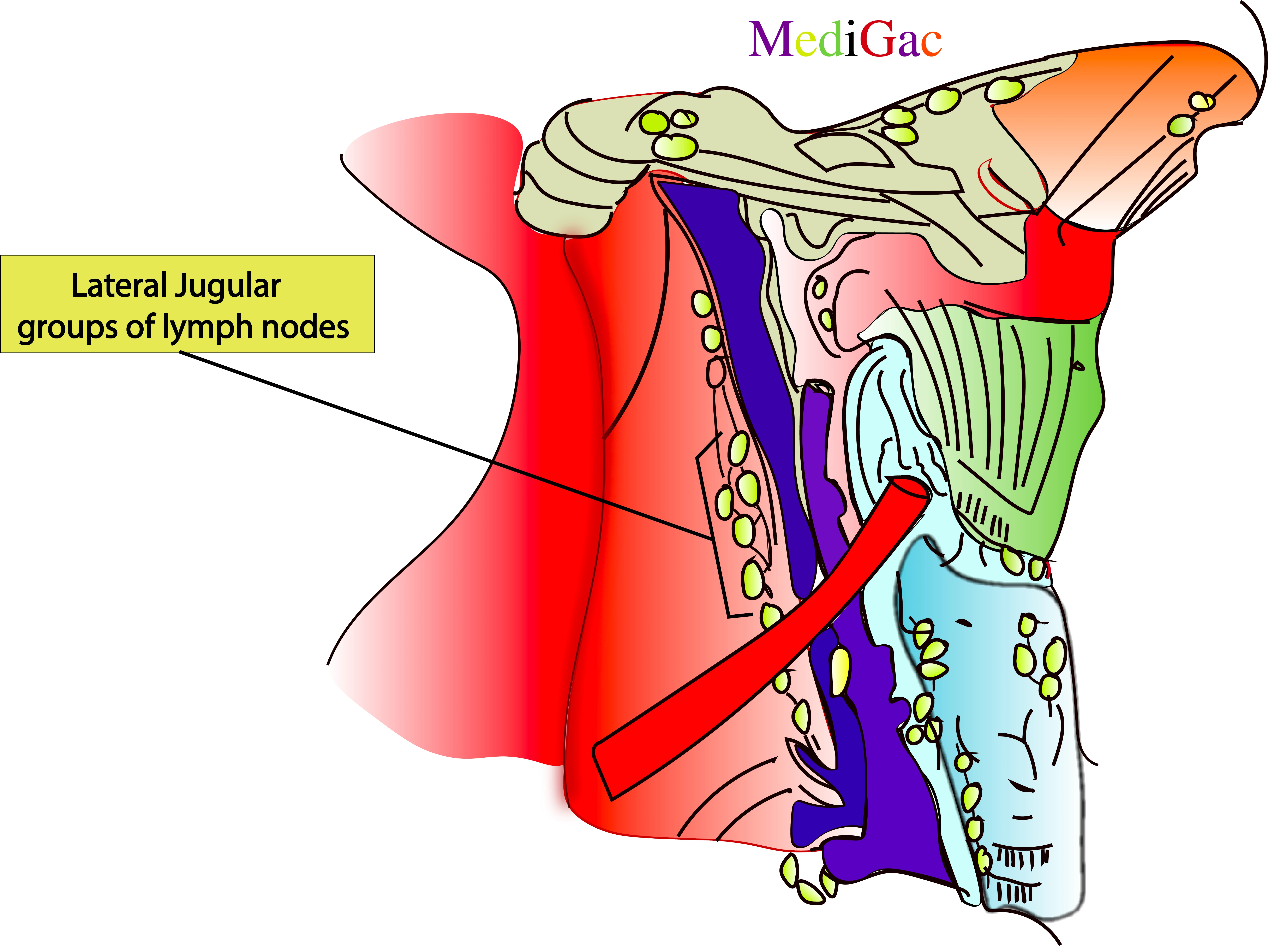 Lateral jugular lymph nodes